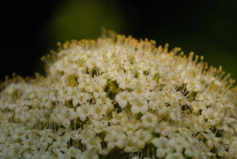 David Plant Photography - Wildlife Photography - Wayfaring tree - A.jpg - Wayfaring tree flowers - Cotswolds